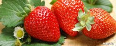 草莓是什么味道 草莓是什么味道的啊用英语怎么说